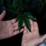 infusions CBD
