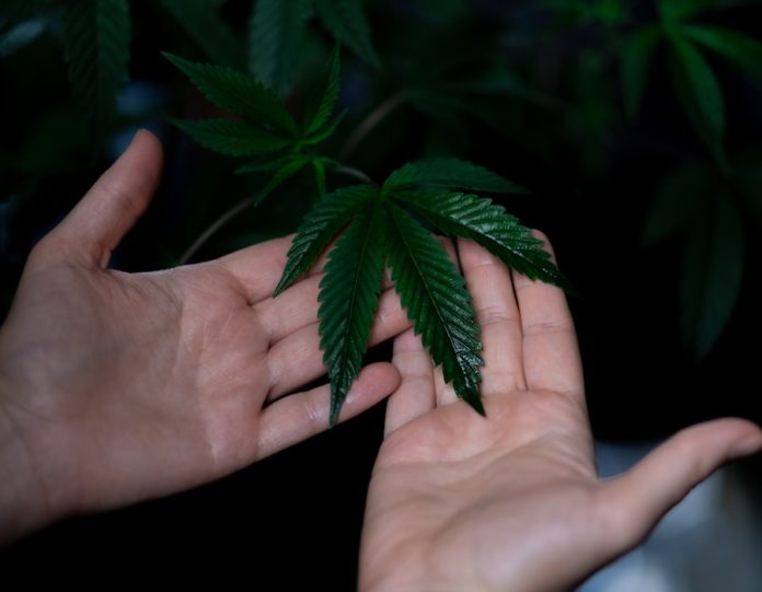 infusions CBD