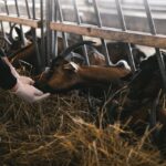 Soins naturels des animaux d'élevage